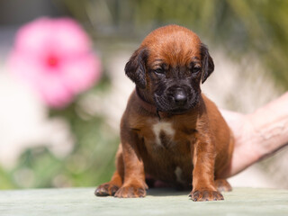 An adorable brown puppy is sitting peacefully outdoors, enjoying the beauty of nature