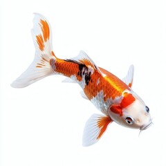 Koi fish with orange and white scales isolated on a white background