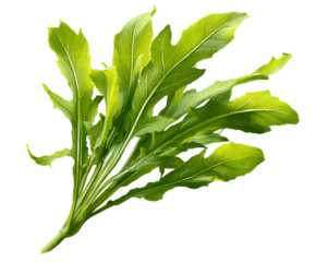 Natural Dandelion Greens with Rustic Leaf Pattern