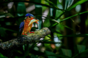 Blue-eared kingfisher with prey on the branch