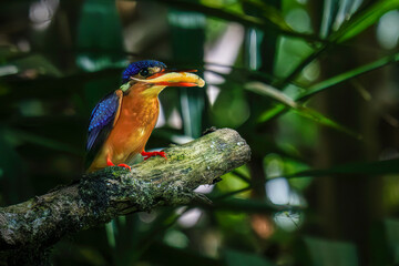 Blue-eared kingfisher with prey on the branch