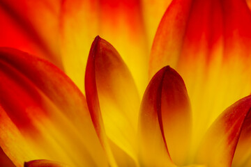 yellow red closeup dalia