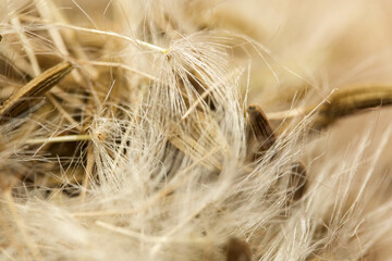 close up of plant 
