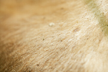 texture of mushroom