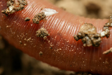 macro of a worm