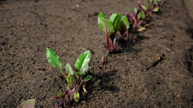 Close up of row of young red beets growing in sand rich soil while moving camera backward