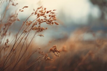 Obraz premium Golden Grass Blades: A Serene Autumnal Landscape