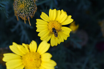 Bright Yellow Crown Daisy, Close-up of a Bright yellow crown daisy flower, blooming in nature, Close-up shot of beautiful yellow Crown Daisy flower (Chrysanthemum coronarium), Crown Daisy,