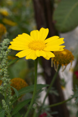 Bright Yellow Crown Daisy, Close-up of a Bright yellow crown daisy flower, blooming in nature, Close-up shot of beautiful yellow Crown Daisy flower (Chrysanthemum coronarium), Crown Daisy,