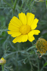 Bright Yellow Crown Daisy, Close-up of a Bright yellow crown daisy flower, blooming in nature, Close-up shot of beautiful yellow Crown Daisy flower (Chrysanthemum coronarium), Crown Daisy,