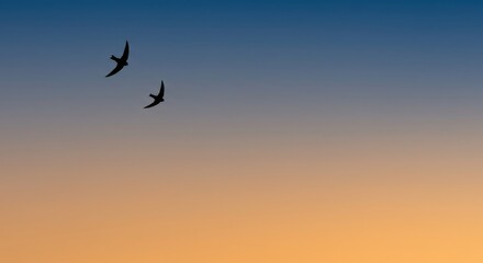 Two birds silhouette flying in gradient sunset sky.