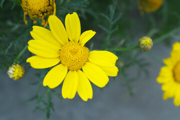 Bright Yellow Crown Daisy, Close-up of a Bright yellow crown daisy flower, blooming in nature,...