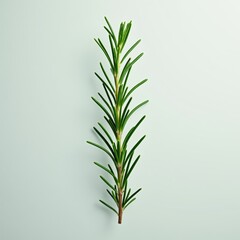 Obraz premium Potted green rosemary herb plant, Blooming flower stem on white wall, Green leaves of