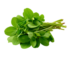 Gorgeous Fenugreek Leaves for Fresh Culinary Delight