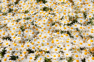 Flowers are arranged in a beautiful pattern.