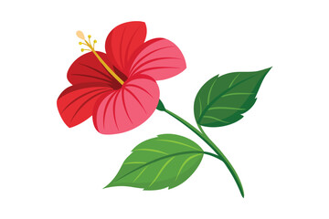 Hibiscus flower with green leaves isolated on a white background