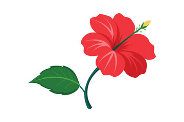 Red hibiscus flower with leaf vector illustration