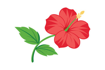 Red hibiscus flower isolated on white background