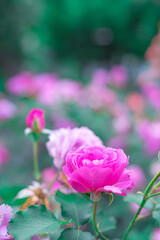 ピンクのバラ