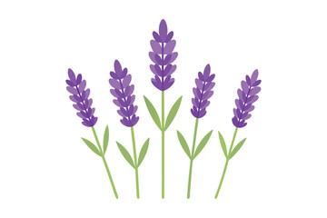 Fototapeta premium Purple lavender flowers isolated on white background