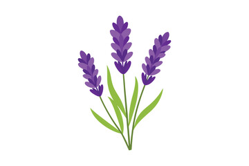 Naklejka premium Lavender flowers isolated on white background