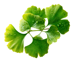 Herbal Ginkgo Biloba Leaf with Natural Green Design