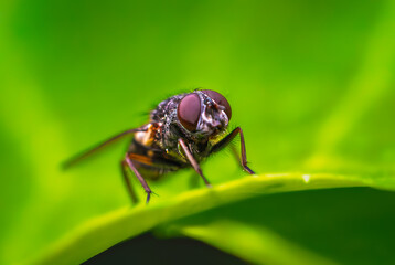 fly on a stem in the morning light