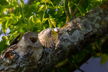 Eurasian Blue Tit emerging from its nest in the morning light