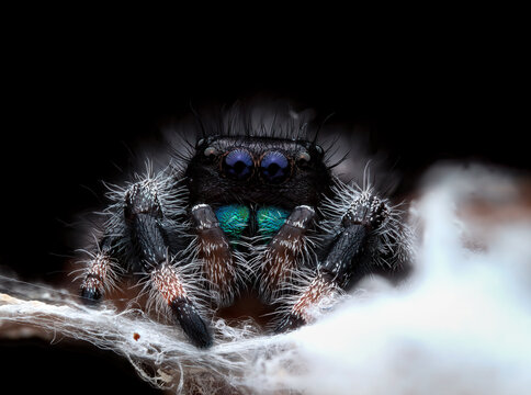 Phidippus regius white bahamas