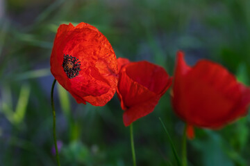 poppy in the morning light