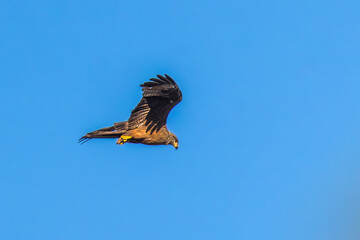 black kite flight in the morning light