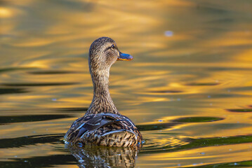 mallard duck in the morning light