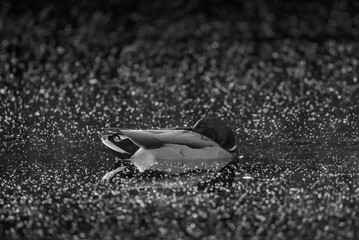 mallard duck in the morning light