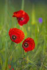 Obraz premium poppy in the morning light