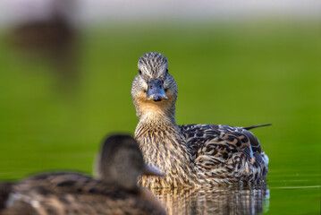 mallard duck in the morning light