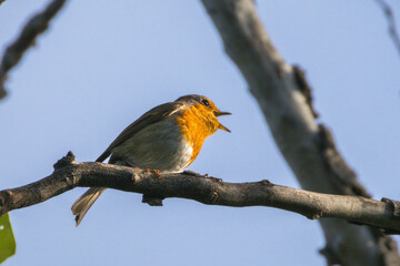 European Robin perched on a branch in the morning light