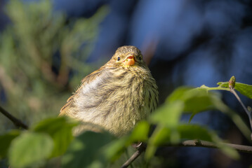 European Serin perched on a branch in the morning light