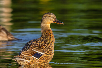 mallard duck in the morning light