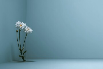Serene White Flowers in a Minimalist Blue Corner