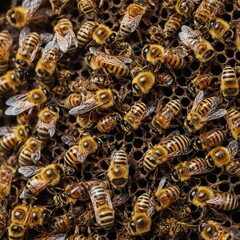A bee cluster hibernating in hive, isolated clean background