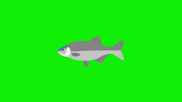 2d beautiful fish swimming in the water green screen animation 4k