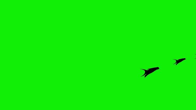 2d lot of birds flying far away in sky green screen animation 4k