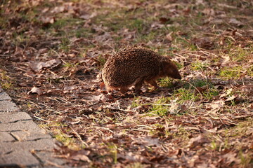 Hedgehog is walking on the ground in a grassy area