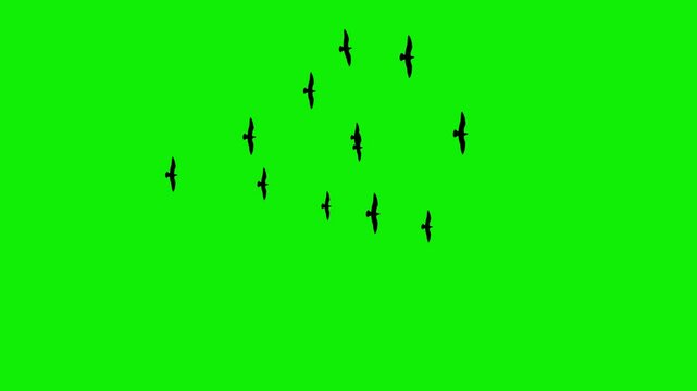 Flock of black eagle birds flaying sky top view green screen 4k