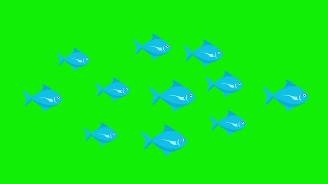 flock of fish animation swimming moving on green background 4k animation