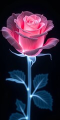 Illuminated pink rose with blue leaves against dark background