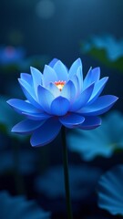 Blue water lily blooming in the dark with bokeh effect