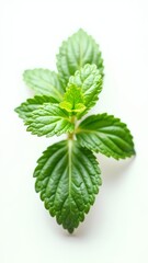 Closeup of fresh mint leaves on white background