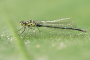 Nahaufnahme einer Libelle, Enallagma cyathigerum, Gemeine Becherjungfer