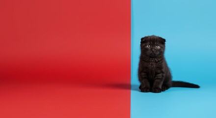 A black kitten positioned against vibrant red and blue backgrounds.